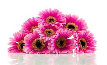 pink gerbera isolated on white sur ChrisWillemsen