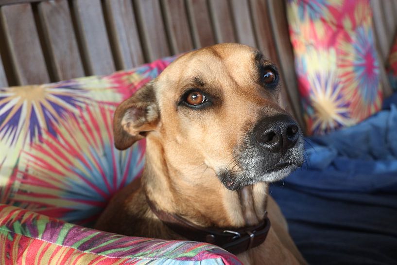 portrait de chien par Silvia Weenink