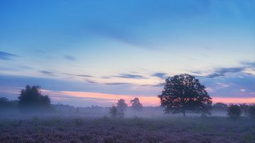 Misty Dawn by Lex Schulte