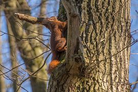 Eekhoorn von Carla Eekels