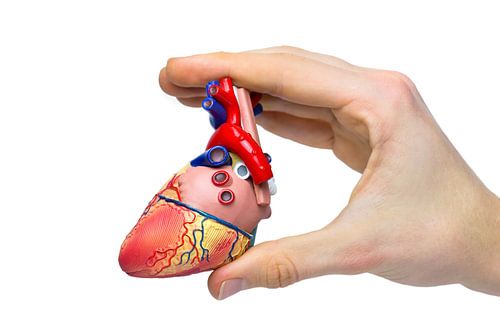 Hand shows model of human heart between fingers isolated on white background by Ben Schonewille