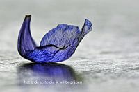 Anemonenblaadje