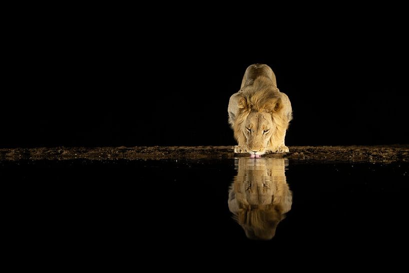 Boire le lion dans la nuit par Andius Teijgeler
