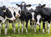 Cows in the meadow by Inge van den Brande thumbnail