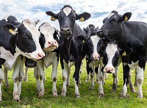 Cows in the meadow