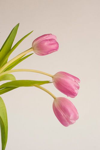Roze tulp in boeket met effen achtergrond