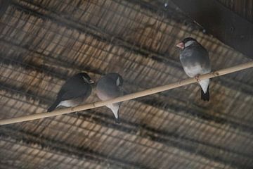 Drie vogels in vogelkooi | kasteeltuin Arcen van Nicole Van Stokkum