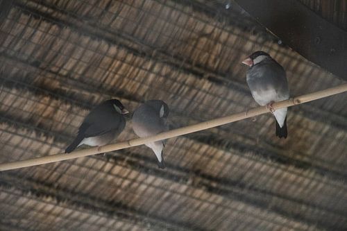 Drie vogels in vogelkooi | kasteeltuin Arcen