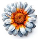Gänseblümchen-Geflüster von Chromatic Fusion Studio Miniaturansicht