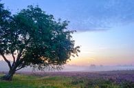 Blooming Heather plante dans le paysage de Heathland pendant le lever du soleil par Sjoerd van der Wal Photographie Aperçu