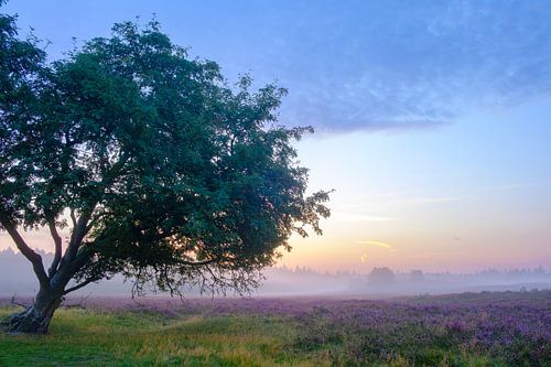 Bloeiende heide planten op de Veluwe tijdens zonsopkomst 