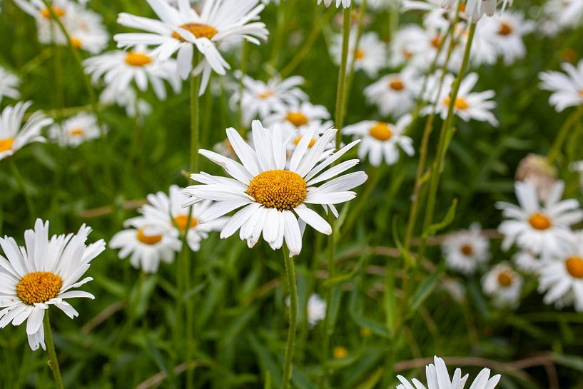 Margherites van Petra Dreiling-Schewe