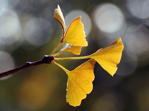 Ginko in Herbstfarben