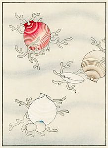 Shell fish illustration