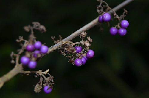 Callicarpa