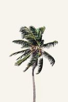 Windy Palm Tree