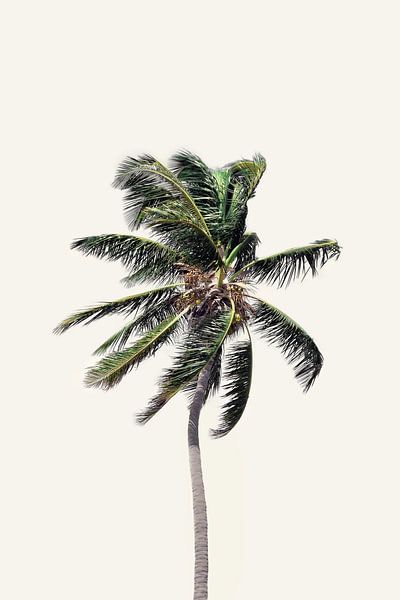 Windy Palm Tree by Kathrin Pienaar