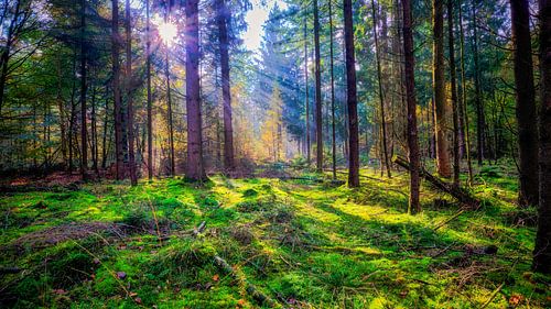 Waldboden mit Moos im Herbst