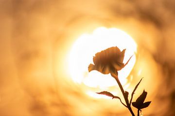 Roos in de zonsondergang van Your Happy Life