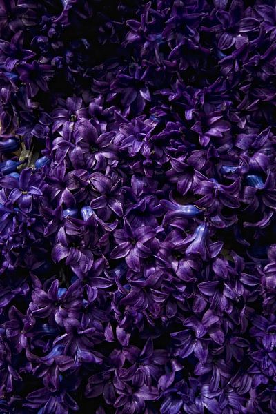 Bloemen by foto-fantasie foto-fantasie