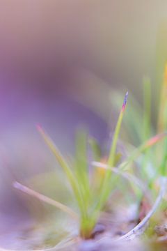 Gras von Robert Wiggers