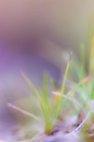 Gras