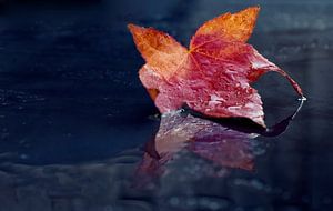 Herbstblatt