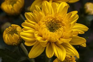 Gele chrysant bloem van Tim Abeln