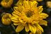 Gelbe Chrysanthemen blume von Tim Abeln