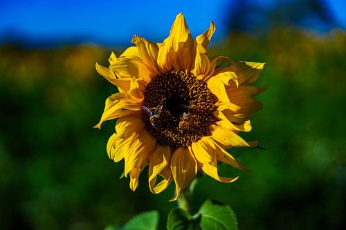 Tournesol 1