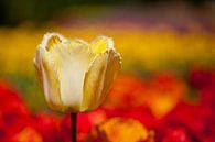 Gelbe Tulpe im Tulpenmeer von Martin Steiner Miniaturansicht