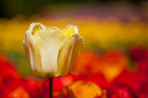 Gelbe Tulpe im Tulpenmeer
