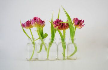 Tulpen van Hans Heemsbergen