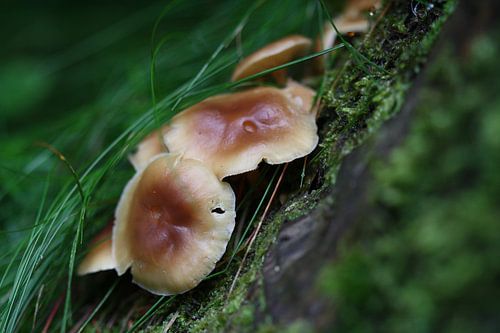 Franse bospaddestoelen