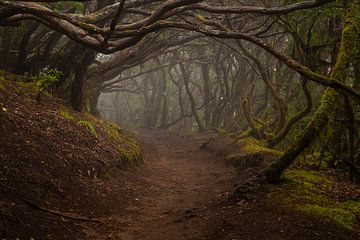 Regenwoud in het Anaga-gebergte