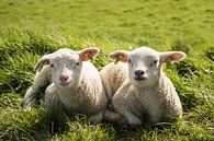 So Happy Together van Charlene van Koesveld thumbnail