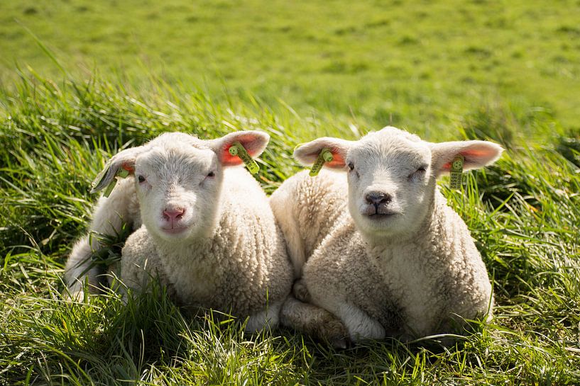 So Happy Together van Charlene van Koesveld