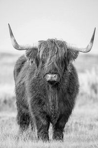 Schottische Highlander in Schwarz-Weiß
