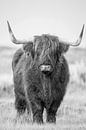 Le Highlander écossais en noir et blanc par Menno Schaefer Aperçu