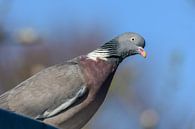 Wood pigeon close-up by Henk de Boer thumbnail