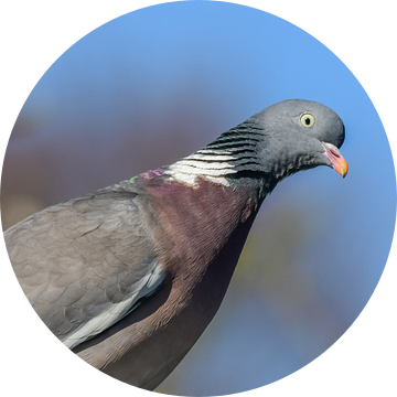 Houtduif close-up