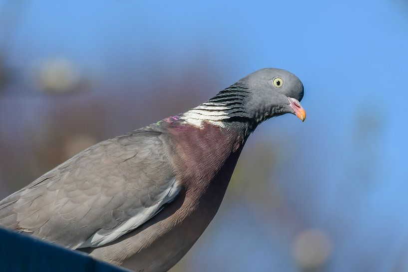 Wood pigeon close-up by Henk de Boer