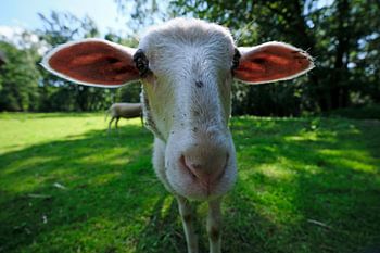 Wide angle sheep