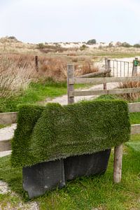Tapis d'herbe dans les dunes sur Ameland