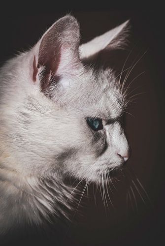 L'enchanteresse chatte blanche d'Amprofiel : Un moment de sérénité capturé dans les ombres sombres et la beauté blanche pure