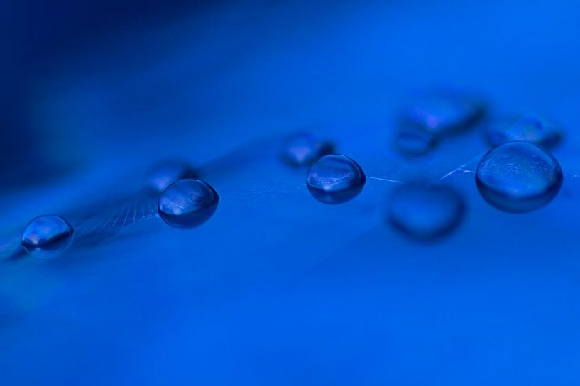 Flüssiges Blau (Tropfen in kobaltblauer Farbe) von Birgitte Bergman