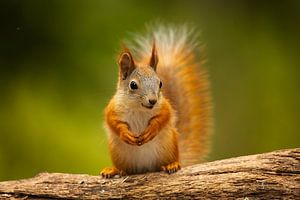 Rotes Eichhörnchen (Sciurus vulgaris)