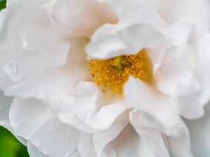 Strauchrose Crystal Mella