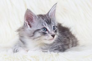 Noorse boskat kitten