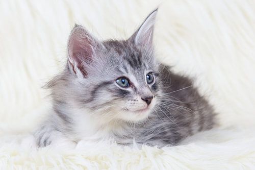 Noorse boskat kitten